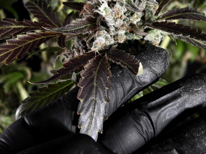 The Classic Super Silver Haze @Zamnesia. Week 12 - SSH #1