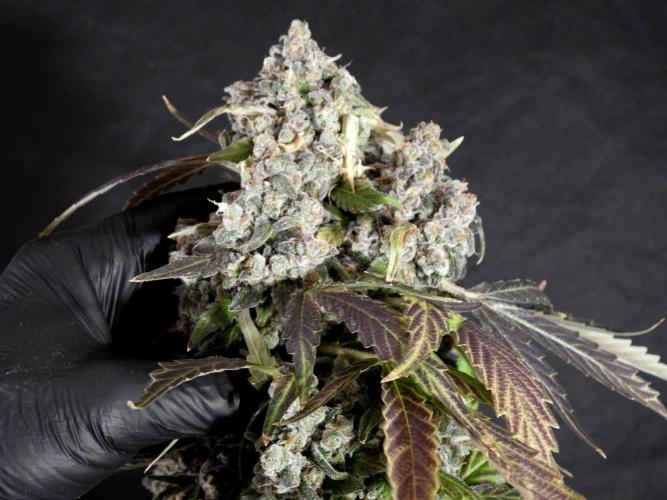 The Classic Super Silver Haze @Zamnesia. Week 12 - SSH #1