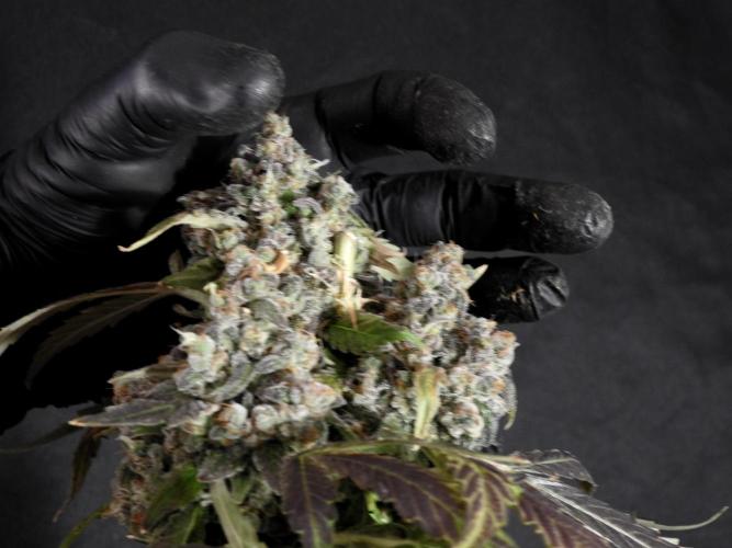 The Classic Super Silver Haze @Zamnesia. Week 12 - SSH #1