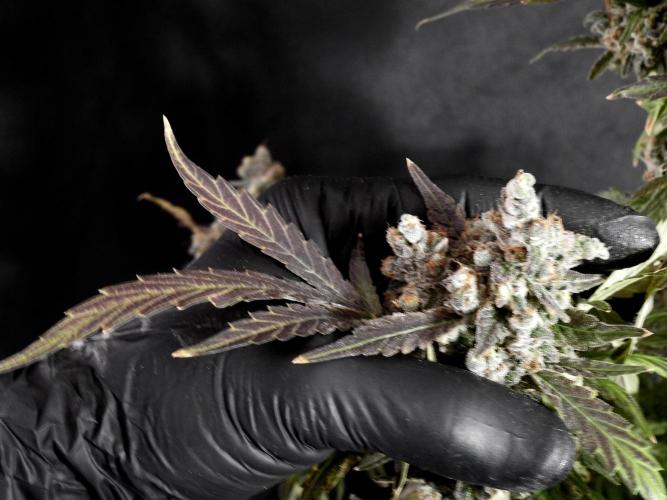 The Classic Super Silver Haze @Zamnesia. Week 12 - SSH #1