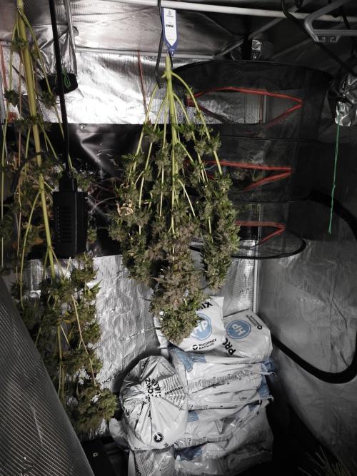 The Classic Super Silver Haze @Zamnesia. Week 12 - SSH #1