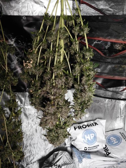 The Classic Super Silver Haze @Zamnesia. Week 12 - SSH #1