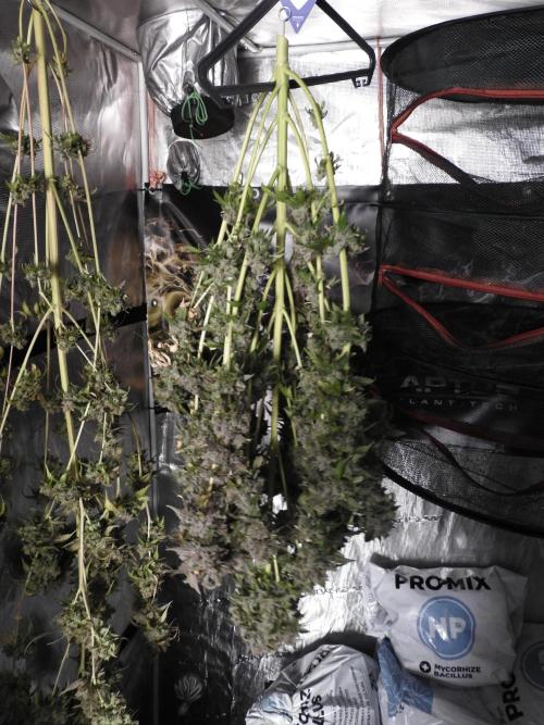 The Classic Super Silver Haze @Zamnesia. Week 12 - SSH #1