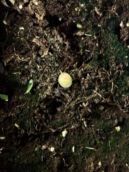 The Classic Super Silver Haze @Zamnesia. Week 12 - SSH #2