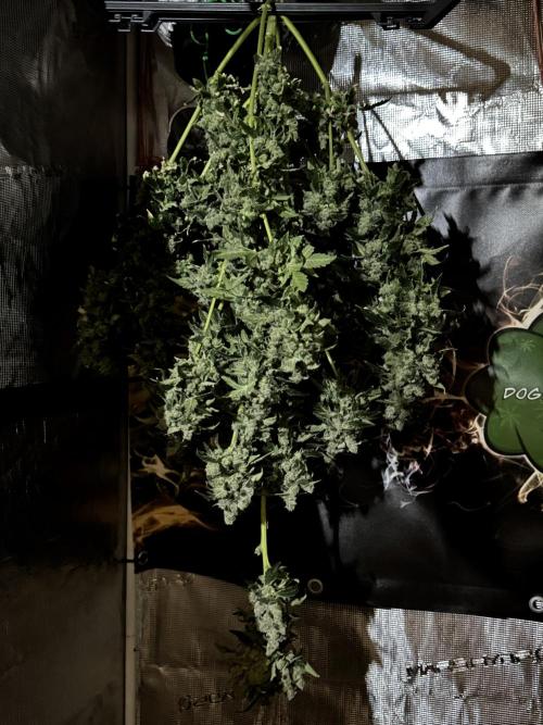 The Classic Super Silver Haze @Zamnesia. Week 12 - SSH #2