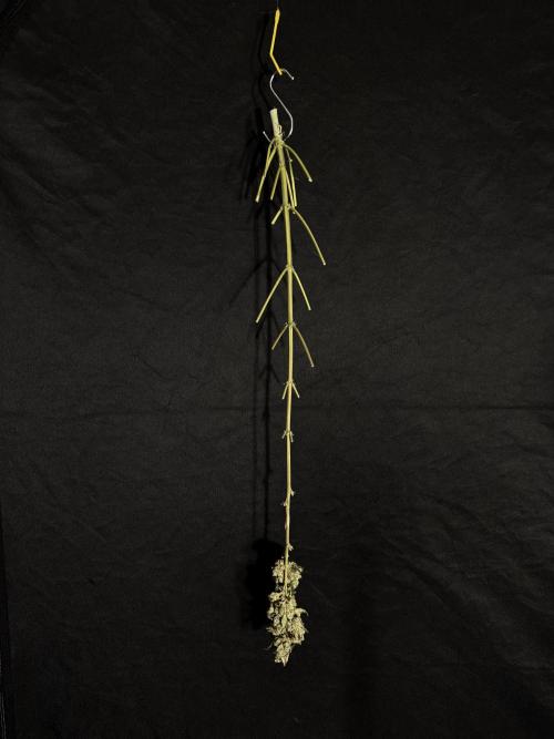 The Classic Super Silver Haze @Zamnesia. Week 12 - SSH #2