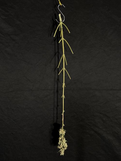 The Classic Super Silver Haze @Zamnesia. Week 12 - SSH #2