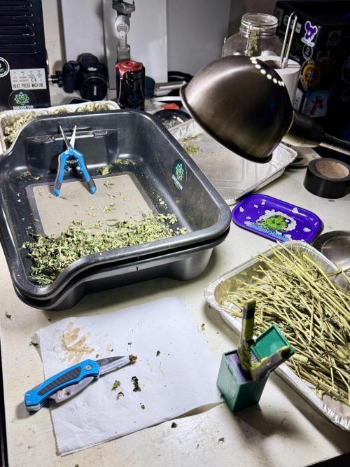 The Classic Super Silver Haze @Zamnesia. Week 12 - SSH #2