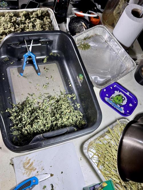 The Classic Super Silver Haze @Zamnesia. Week 12 - SSH #2