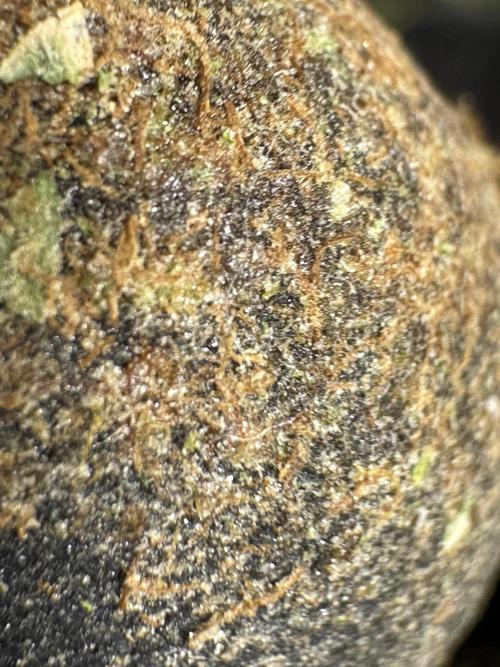 The Classic Super Silver Haze @Zamnesia. Week 12 - SSH #2