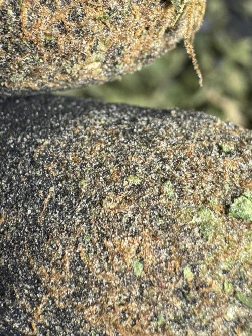 The Classic Super Silver Haze @Zamnesia. Week 12 - SSH #2