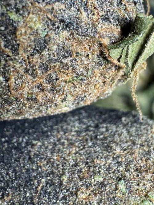 The Classic Super Silver Haze @Zamnesia. Week 12 - SSH #2