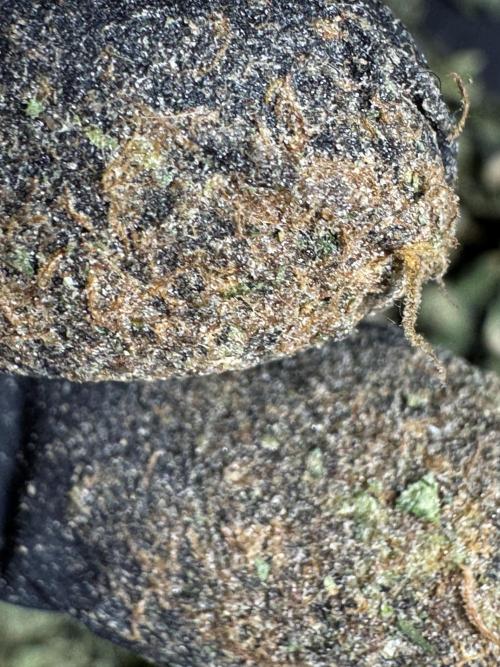 The Classic Super Silver Haze @Zamnesia. Week 12 - SSH #2