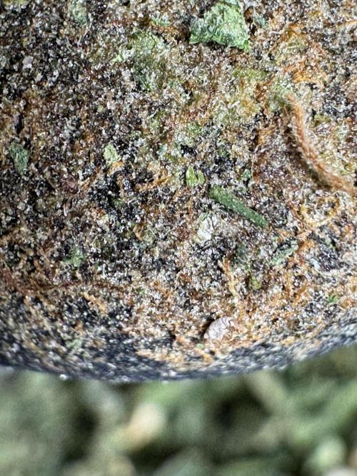 The Classic Super Silver Haze @Zamnesia. Week 12 - SSH #2