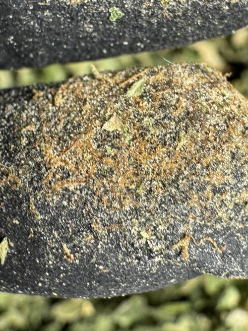 The Classic Super Silver Haze @Zamnesia. Week 12 - SSH #2