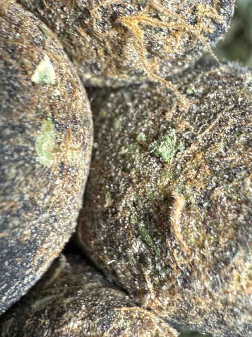 The Classic Super Silver Haze @Zamnesia. Week 12 - SSH #2