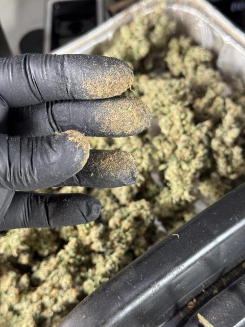 The Classic Super Silver Haze @Zamnesia. Week 12 - SSH #2