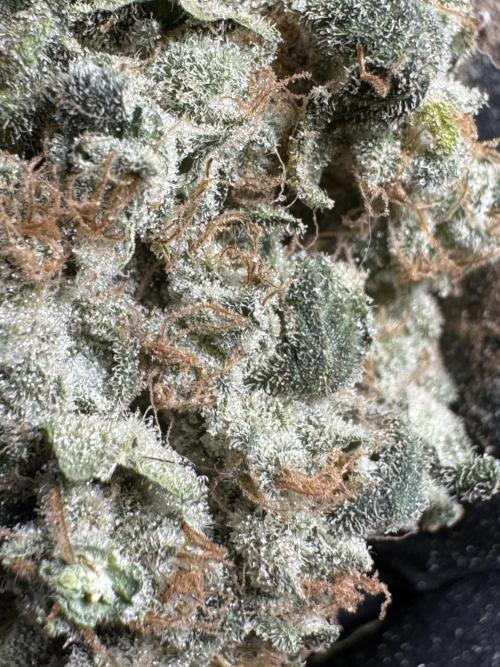 The Classic Super Silver Haze @Zamnesia. Week 12 - SSH #2