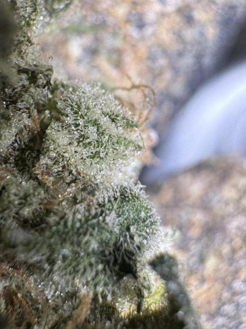 The Classic Super Silver Haze @Zamnesia. Week 12 - SSH #2