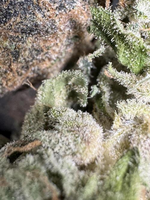 The Classic Super Silver Haze @Zamnesia. Week 12 - SSH #2