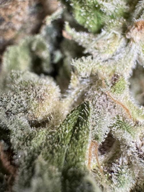 The Classic Super Silver Haze @Zamnesia. Week 12 - SSH #2