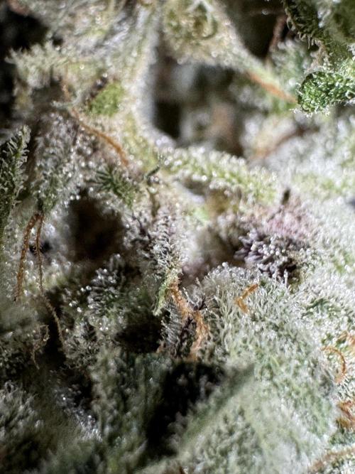 The Classic Super Silver Haze @Zamnesia. Week 12 - SSH #2