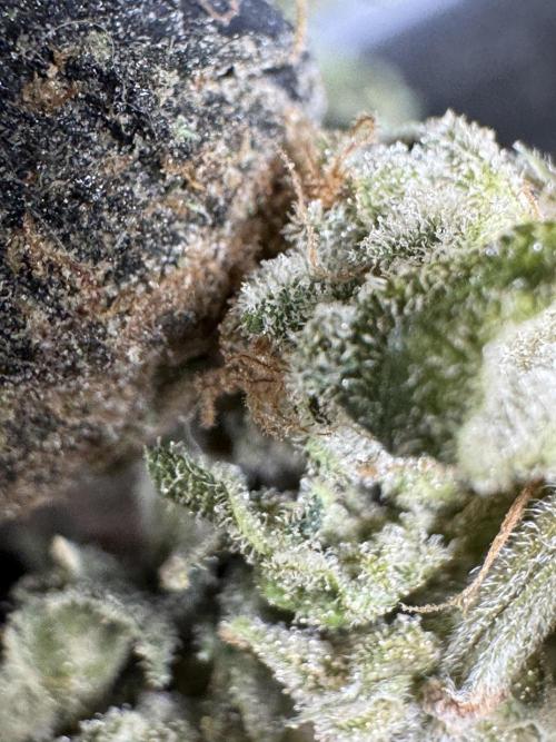 The Classic Super Silver Haze @Zamnesia. Week 12 - SSH #2