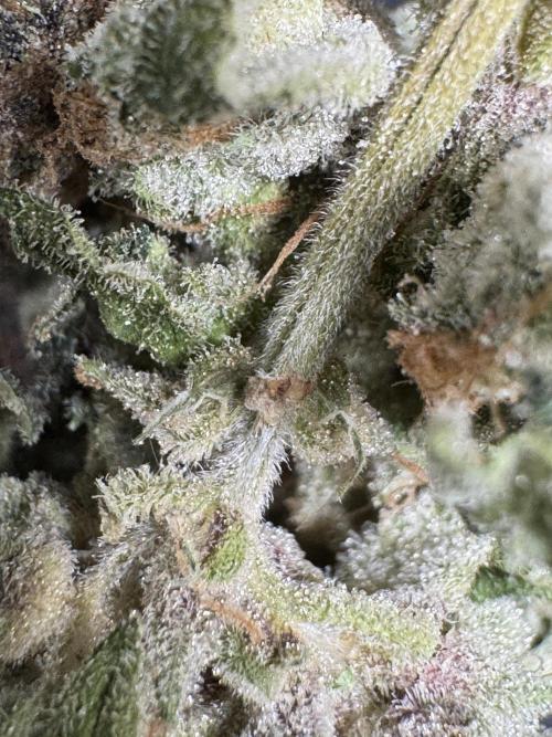 The Classic Super Silver Haze @Zamnesia. Week 12 - SSH #2