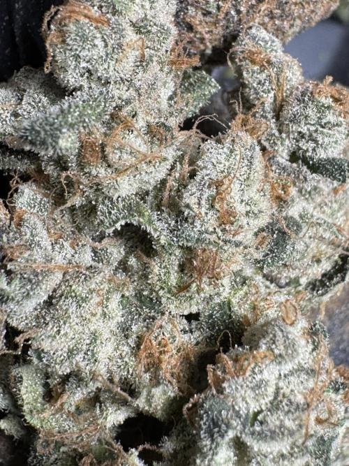 The Classic Super Silver Haze @Zamnesia. Week 12 - SSH #2