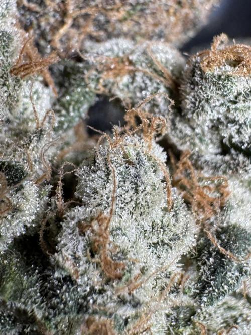 The Classic Super Silver Haze @Zamnesia. Week 12 - SSH #2