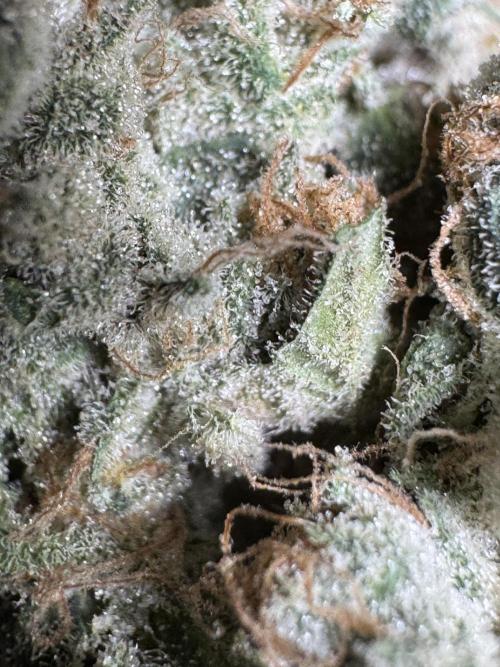 The Classic Super Silver Haze @Zamnesia. Week 12 - SSH #2