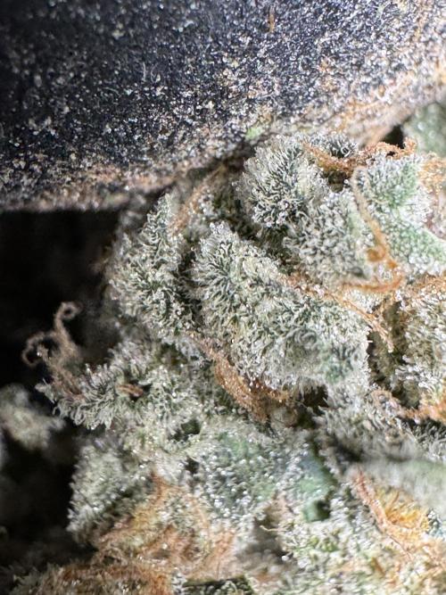 The Classic Super Silver Haze @Zamnesia. Week 12 - SSH #2