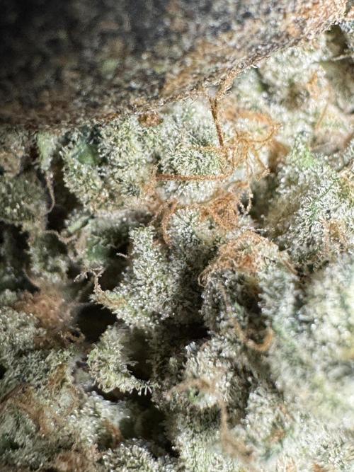 The Classic Super Silver Haze @Zamnesia. Week 12 - SSH #2