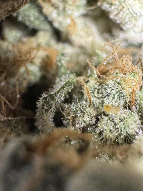 The Classic Super Silver Haze @Zamnesia. Week 12 - SSH #2