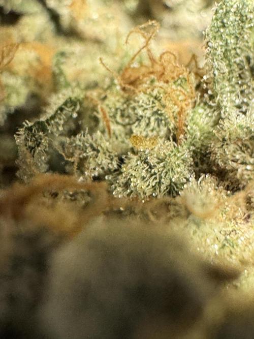 The Classic Super Silver Haze @Zamnesia. Week 12 - SSH #2