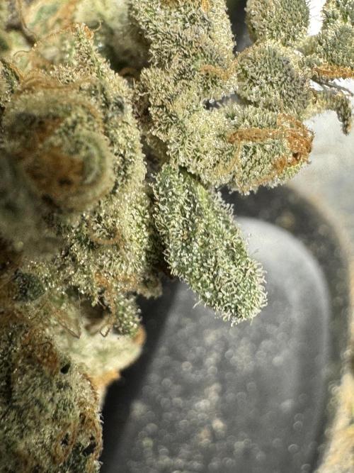 The Classic Super Silver Haze @Zamnesia. Week 12 - SSH #2