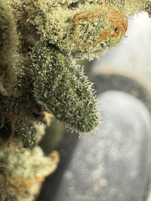 The Classic Super Silver Haze @Zamnesia. Week 12 - SSH #2