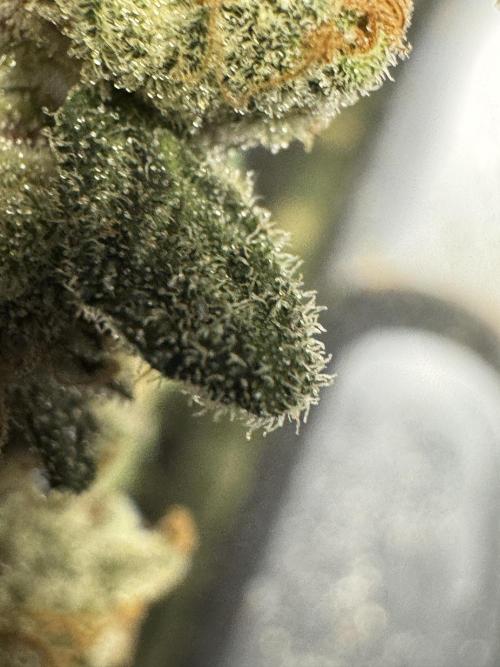 The Classic Super Silver Haze @Zamnesia. Week 12 - SSH #2