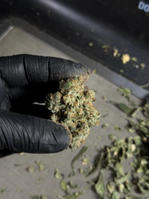 The Classic Super Silver Haze @Zamnesia. Week 12 - SSH #2