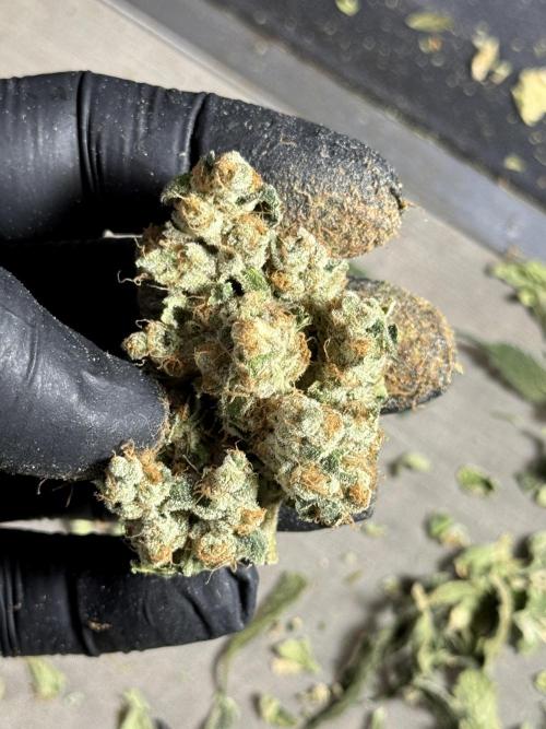 The Classic Super Silver Haze @Zamnesia. Week 12 - SSH #2