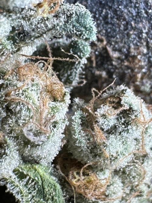 The Classic Super Silver Haze @Zamnesia. Week 12 - SSH #2