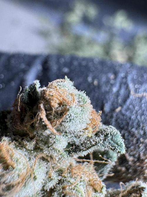 The Classic Super Silver Haze @Zamnesia. Week 12 - SSH #2