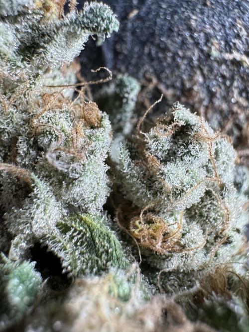 The Classic Super Silver Haze @Zamnesia. Week 12 - SSH #2