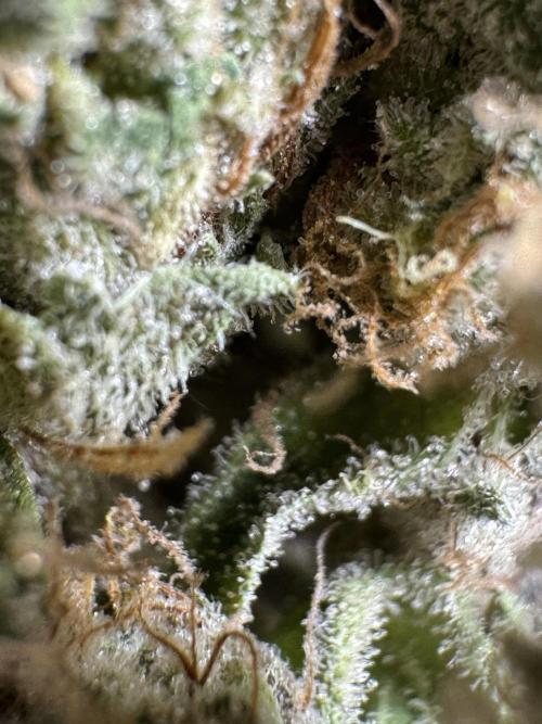 The Classic Super Silver Haze @Zamnesia. Week 12 - SSH #2