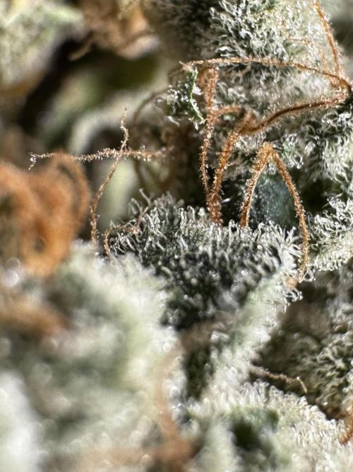 The Classic Super Silver Haze @Zamnesia. Week 12 - SSH #2