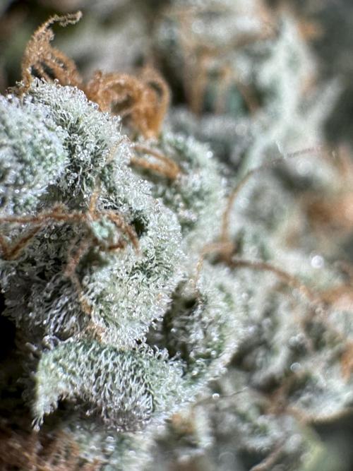 The Classic Super Silver Haze @Zamnesia. Week 12 - SSH #2