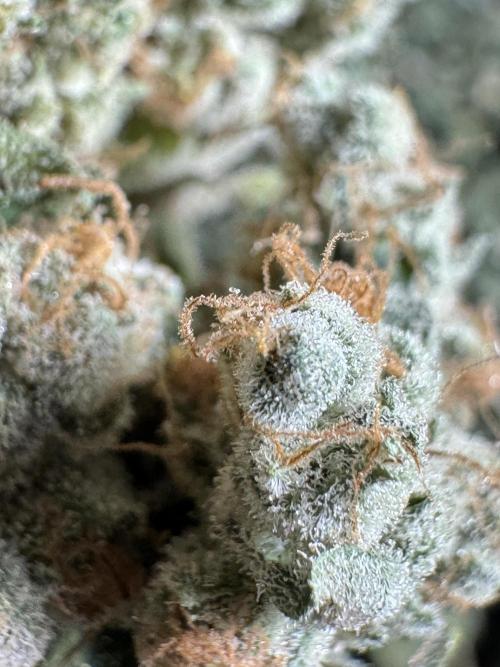 The Classic Super Silver Haze @Zamnesia. Week 12 - SSH #2