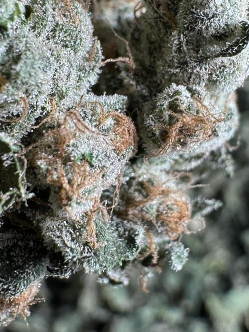 The Classic Super Silver Haze @Zamnesia. Week 12 - SSH #2