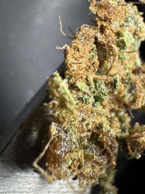 The Classic Super Silver Haze @Zamnesia. Week 12 - SSH #2