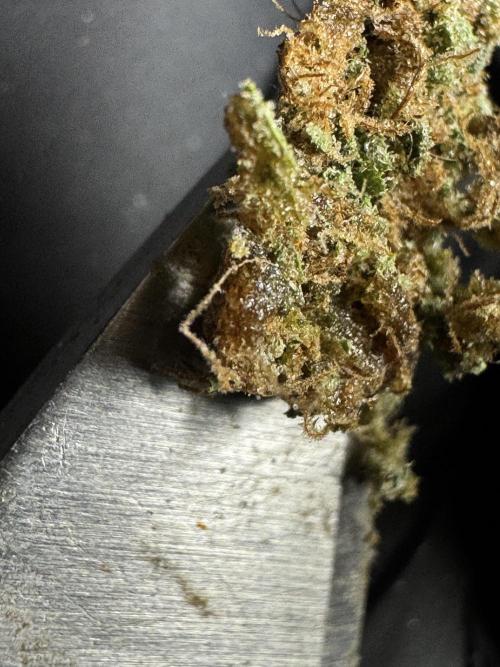 The Classic Super Silver Haze @Zamnesia. Week 12 - SSH #2